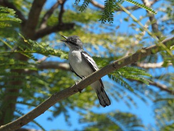 Pied Triller Mount Mahawu Sun, 7/7/2019