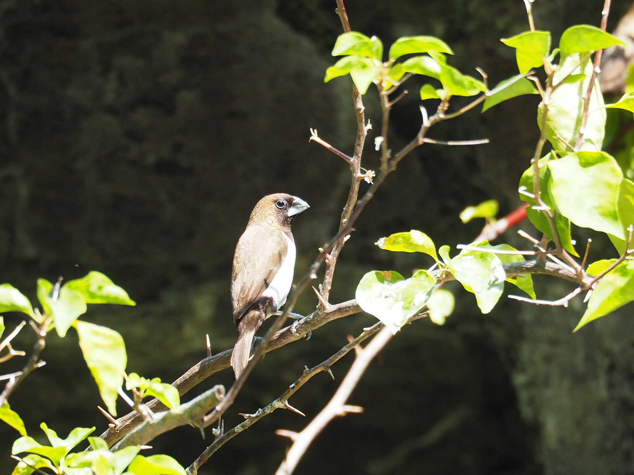 Photo of Javan Munia at Alam Angke Kapuk Nature Park (Indonesia) by ハイウェーブ