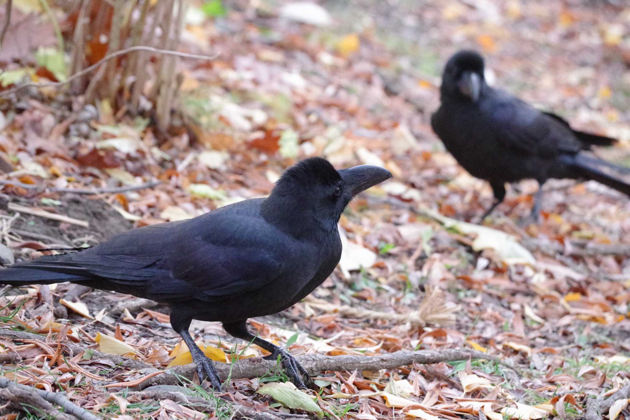 中島公園 ハシブトガラスの写真 by 98_Ark (98ｱｰｸ)