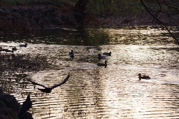 2021年11月20日(土) 中島公園の野鳥観察記録