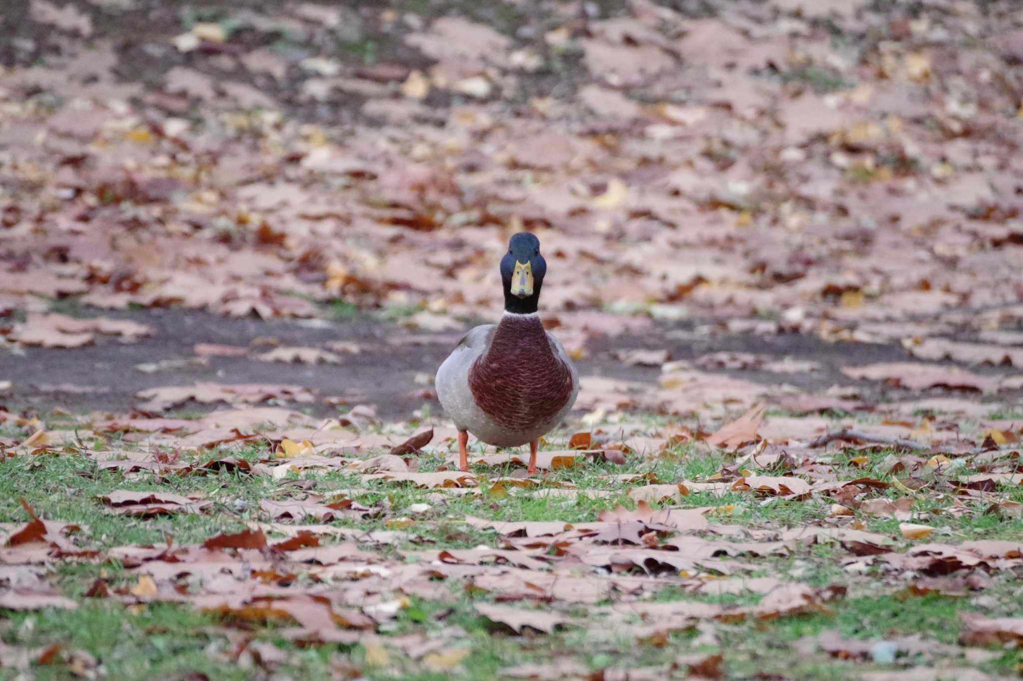 中島公園 マガモの写真 by 98_Ark (98ｱｰｸ)