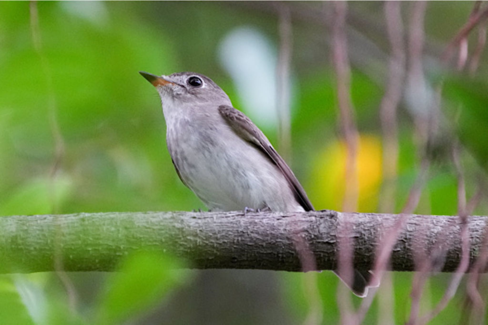 Asian Brown Flycatcher