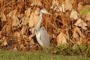 アオサギ 不忍池(上野恩賜公園) 2021年11月13日(土)