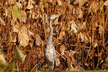 アオサギ 不忍池(上野恩賜公園) 2021年11月13日(土)