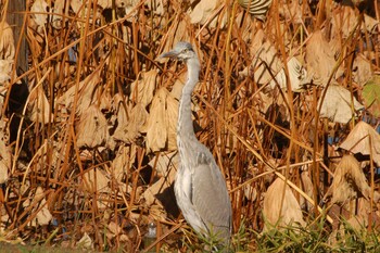 アオサギ 不忍池(上野恩賜公園) 2021年11月13日(土)