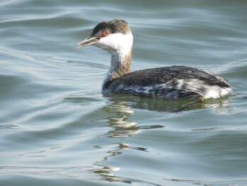 2021年11月20日(土) 日の出三番瀬沿い緑道の野鳥観察記録