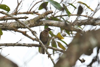 Dusky Myzomela ケアンズ Mon, 10/21/2019