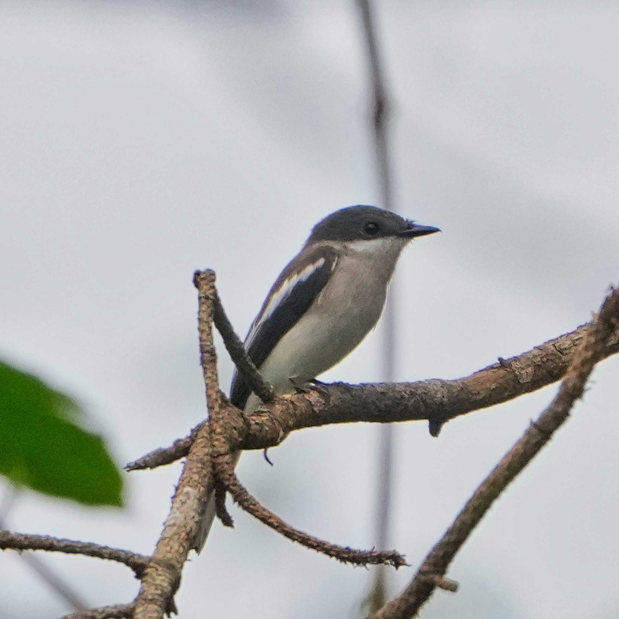 Photo of Bar-winged Flycatcher-shrike at Nam Nao National Park by span265