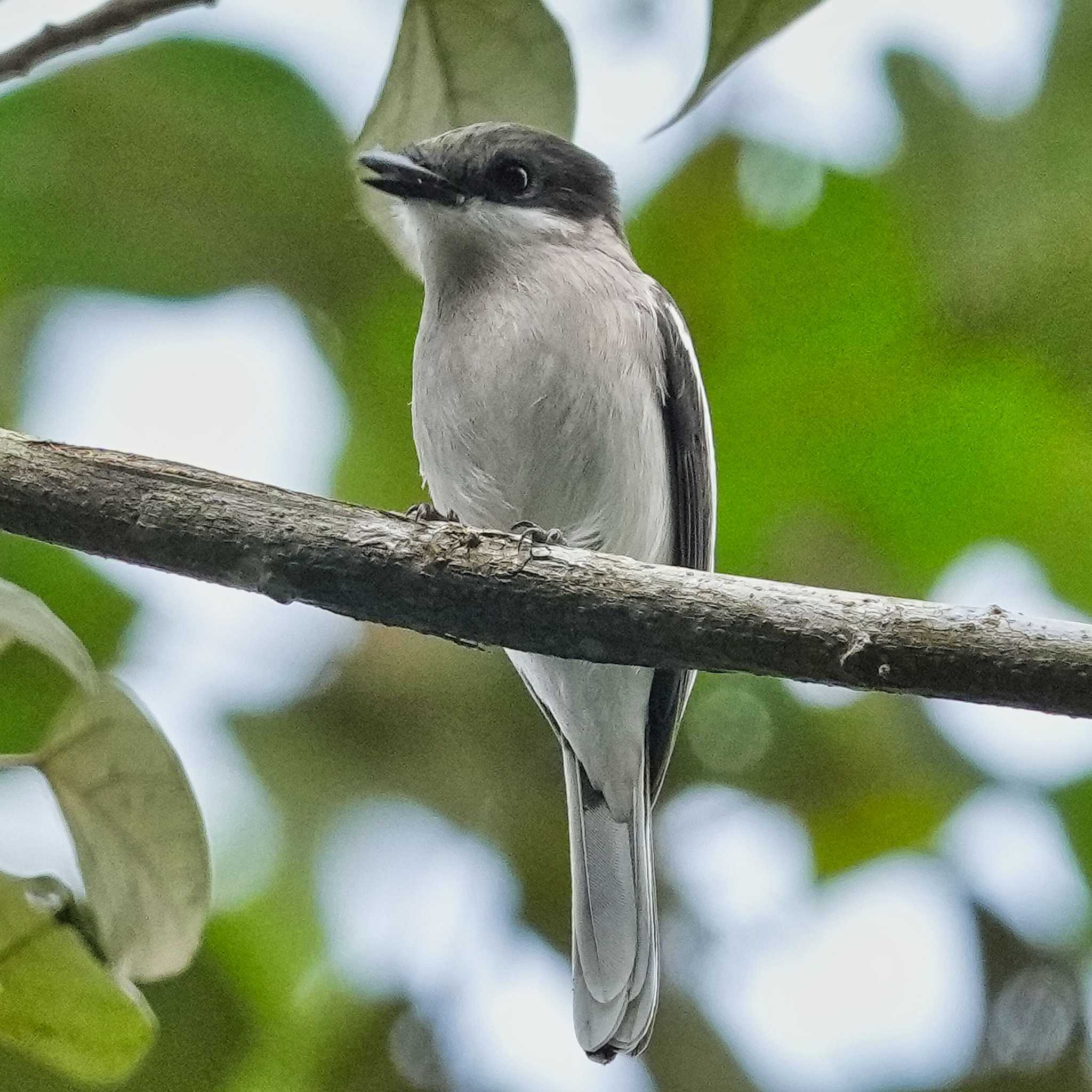 Photo of Bar-winged Flycatcher-shrike at Nam Nao National Park by span265