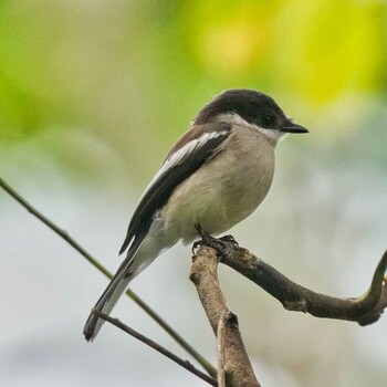 Bar-winged Flycatcher-shrike