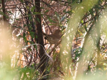 Unknown Species 荒川生物生態園(東京都板橋区) Sat, 11/20/2021