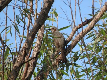 Brown-eared Bulbul 荒川生物生態園(東京都板橋区) Sat, 11/20/2021