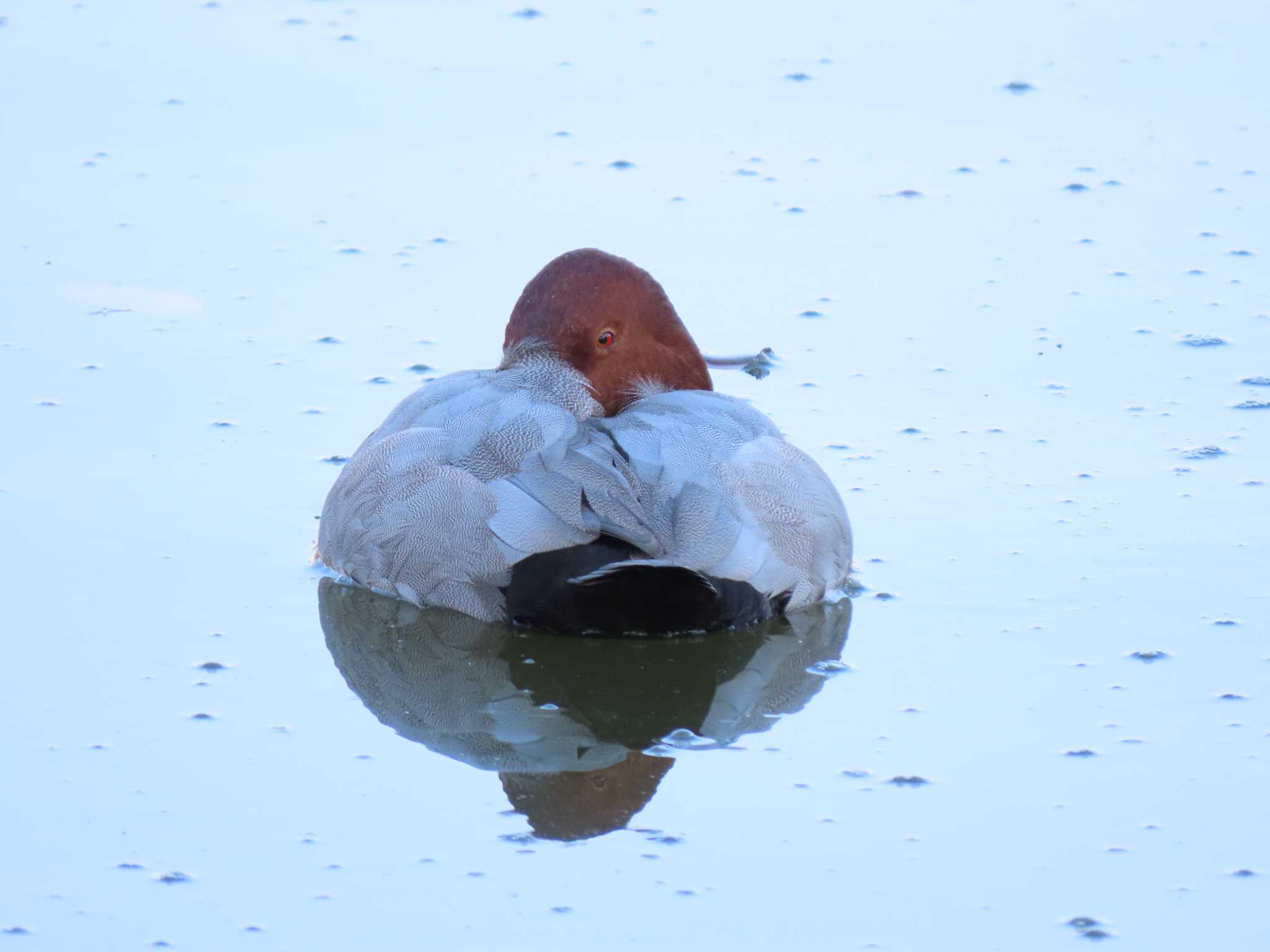 都立浮間公園 ホシハジロの写真 by のぐち