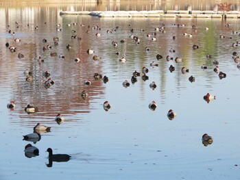 2021年11月20日(土) 都立浮間公園の野鳥観察記録