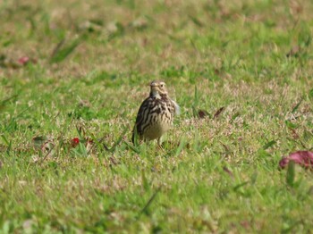 Water Pipit 荒川生物生態園(東京都板橋区) Sat, 11/20/2021