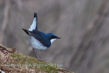 Siberian Blue Robin 山梨県 Sun, 5/7/2017