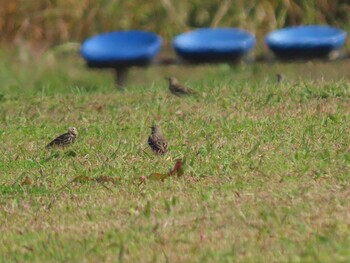 Water Pipit 荒川生物生態園(東京都板橋区) Sat, 11/20/2021