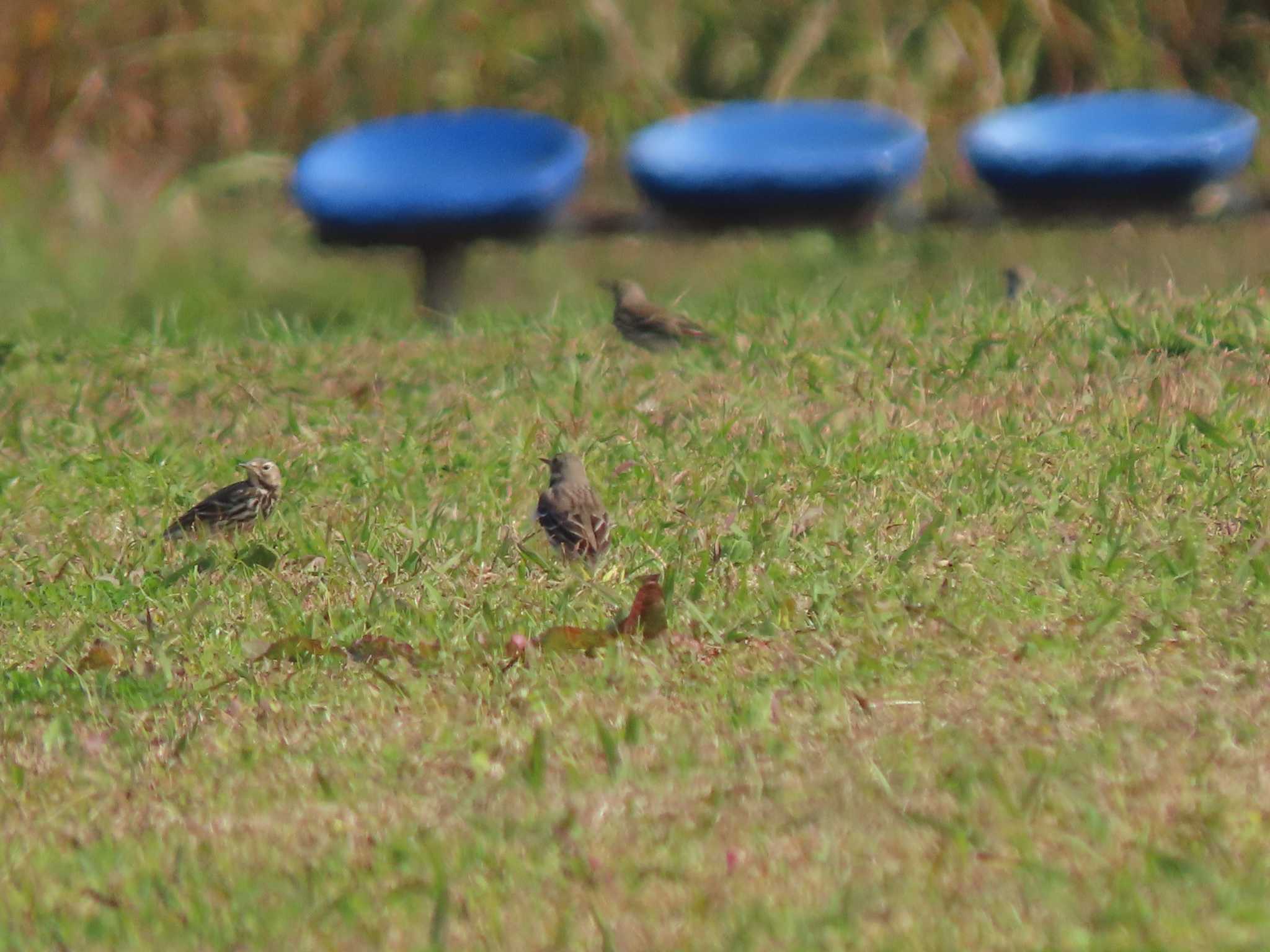 Photo of Water Pipit at 荒川生物生態園(東京都板橋区) by のぐち