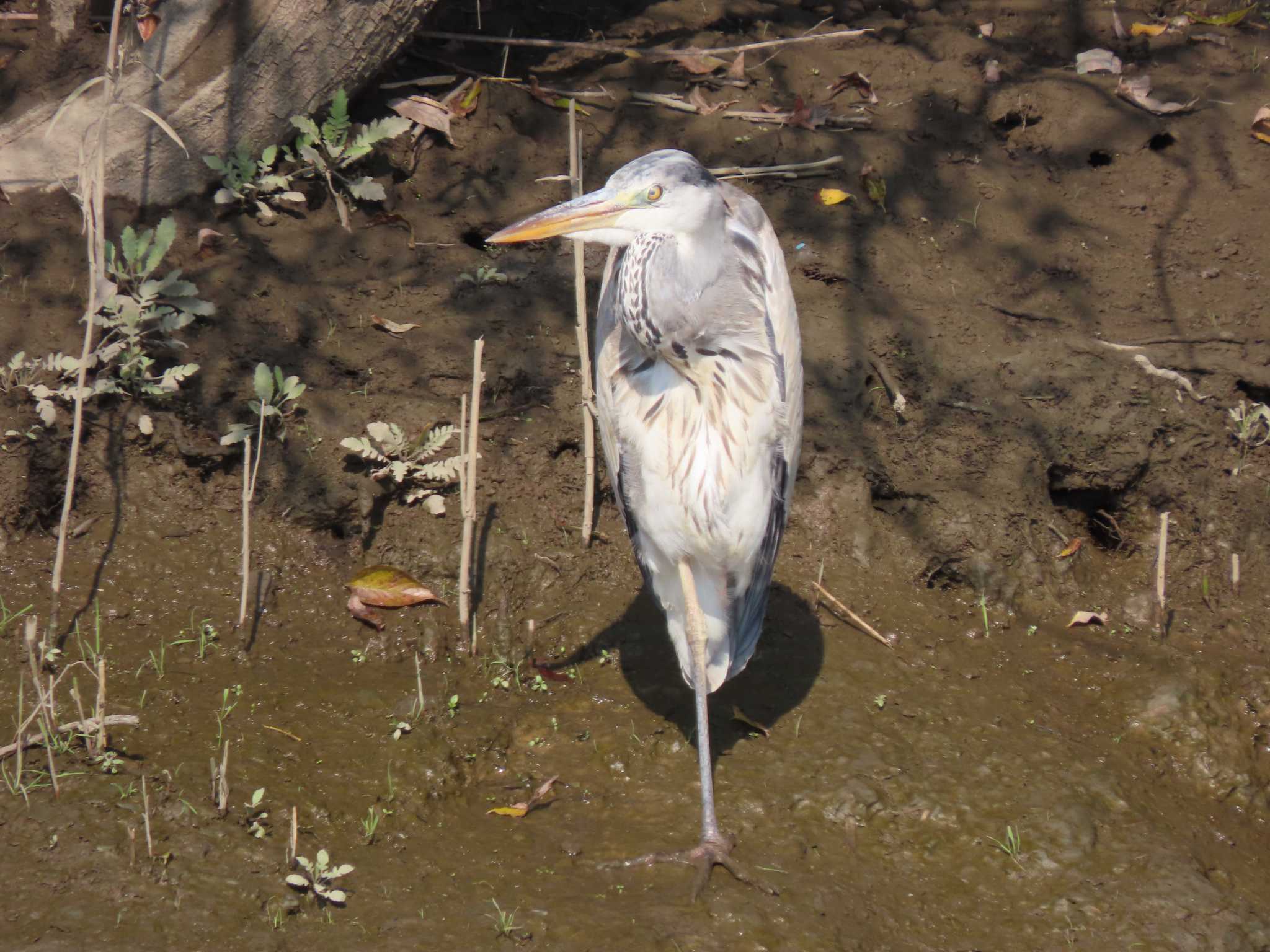 Photo of Grey Heron at 荒川生物生態園(東京都板橋区) by のぐち