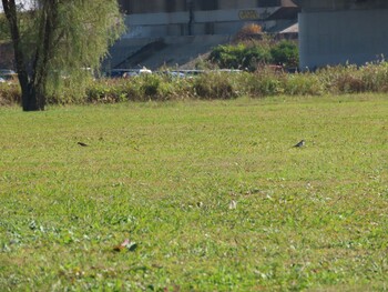 ハクセキレイ 荒川生物生態園(東京都板橋区) 2021年11月20日(土)