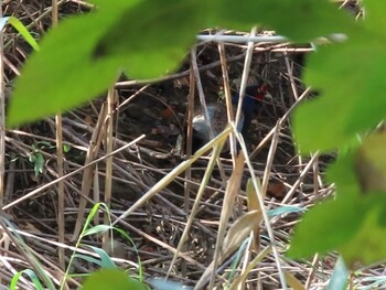 2021年11月20日(土) 荒川生物生態園(東京都板橋区)の野鳥観察記録