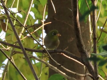 Warbling White-eye 荒川生物生態園(東京都板橋区) Sat, 11/20/2021