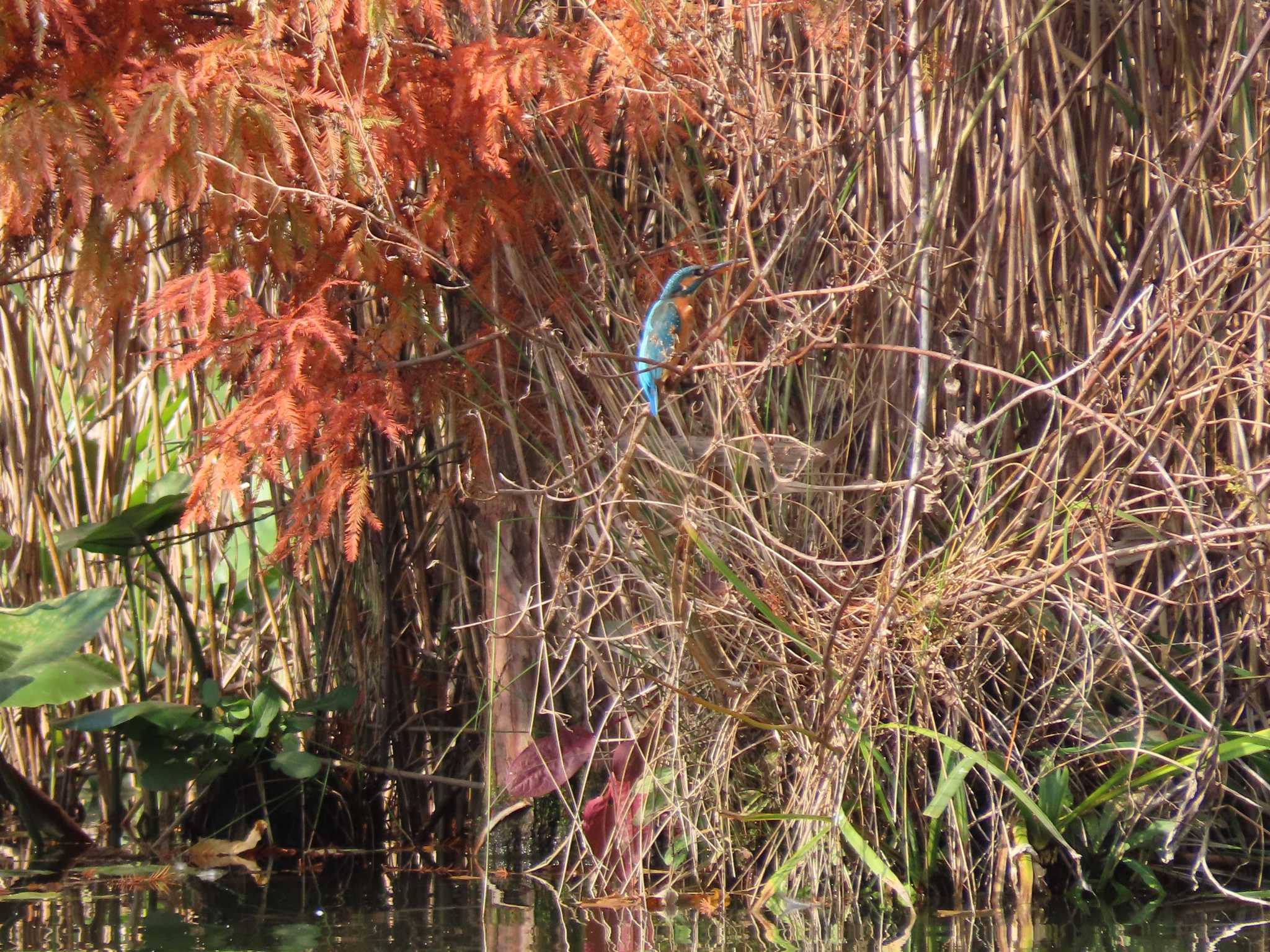 都立浮間公園 カワセミの写真 by のぐち