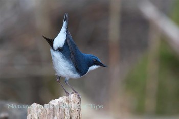 Siberian Blue Robin 山梨県 Sun, 5/7/2017