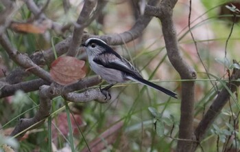 Long-tailed Tit 和歌山城公園 Fri, 11/19/2021