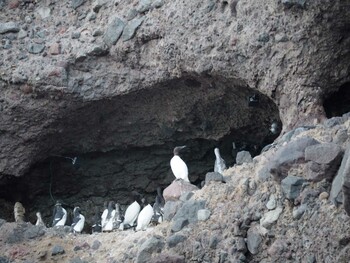 2018年5月20日(日) 天売島の野鳥観察記録