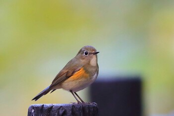 Red-flanked Bluetail Unknown Spots Sun, 11/21/2021