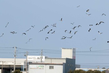 タゲリ 小松市 撮影日未設定