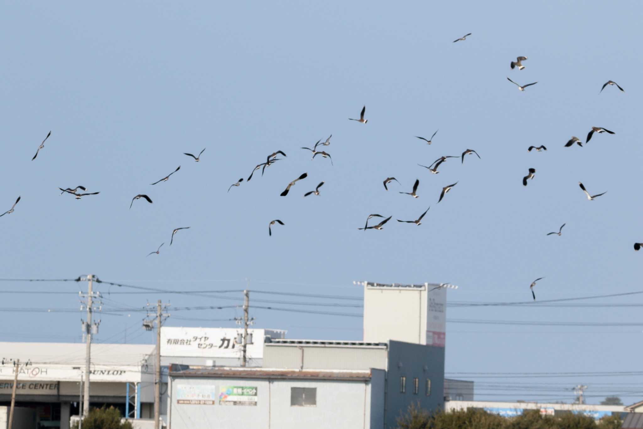 小松市 タゲリの写真 by BlueBird