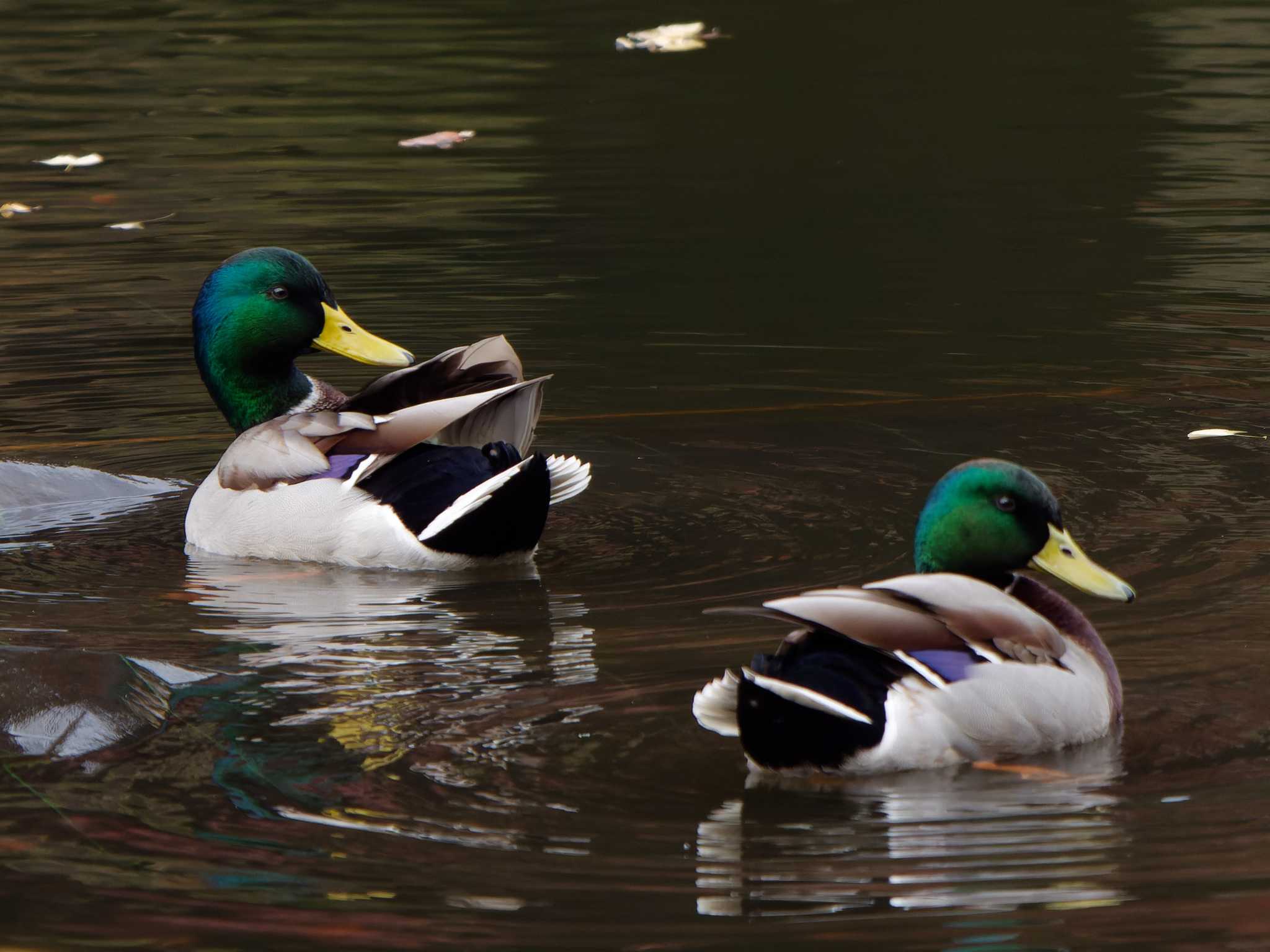 三ツ池公園(横浜市鶴見区) マガモの写真 by 丁稚