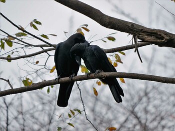 2021年11月21日(日) 三ツ池公園(横浜市鶴見区)の野鳥観察記録