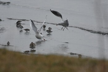 ユリカモメ ふなばし三番瀬海浜公園 2021年11月21日(日)