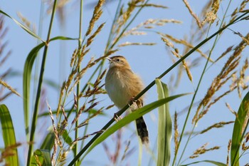 Zitting Cisticola 荒川河川敷 Sat, 11/20/2021