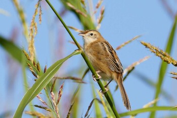 Zitting Cisticola 荒川河川敷 Sat, 11/20/2021