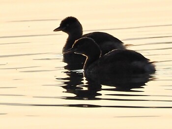 2021年11月18日(木) 祖父江ワイルドネイチャー緑地の野鳥観察記録