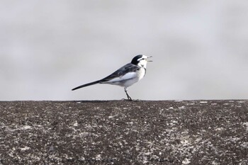 セグロセキレイ 狭山池公園 2021年11月21日(日)