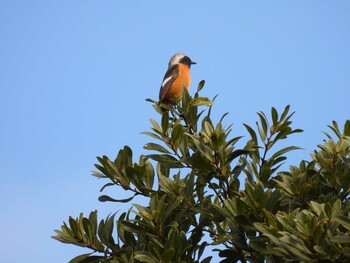 2021年11月13日(土) 山口県の野鳥観察記録