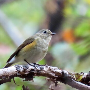 Sun, 11/21/2021 Birding report at 狭山丘陵