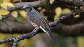 Brown-eared Bulbul 哲学堂公園 Sun, 11/21/2021