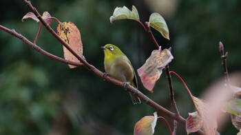 Warbling White-eye 哲学堂公園 Sun, 11/21/2021