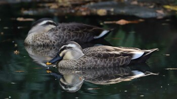 Eastern Spot-billed Duck 哲学堂公園 Sun, 11/21/2021