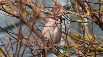 Eurasian Tree Sparrow 哲学堂公園 Sun, 11/21/2021