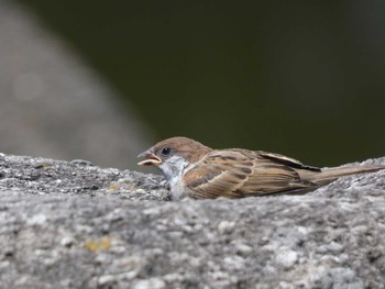 Eurasian Tree Sparrow 住吉大社 Mon, 5/15/2017