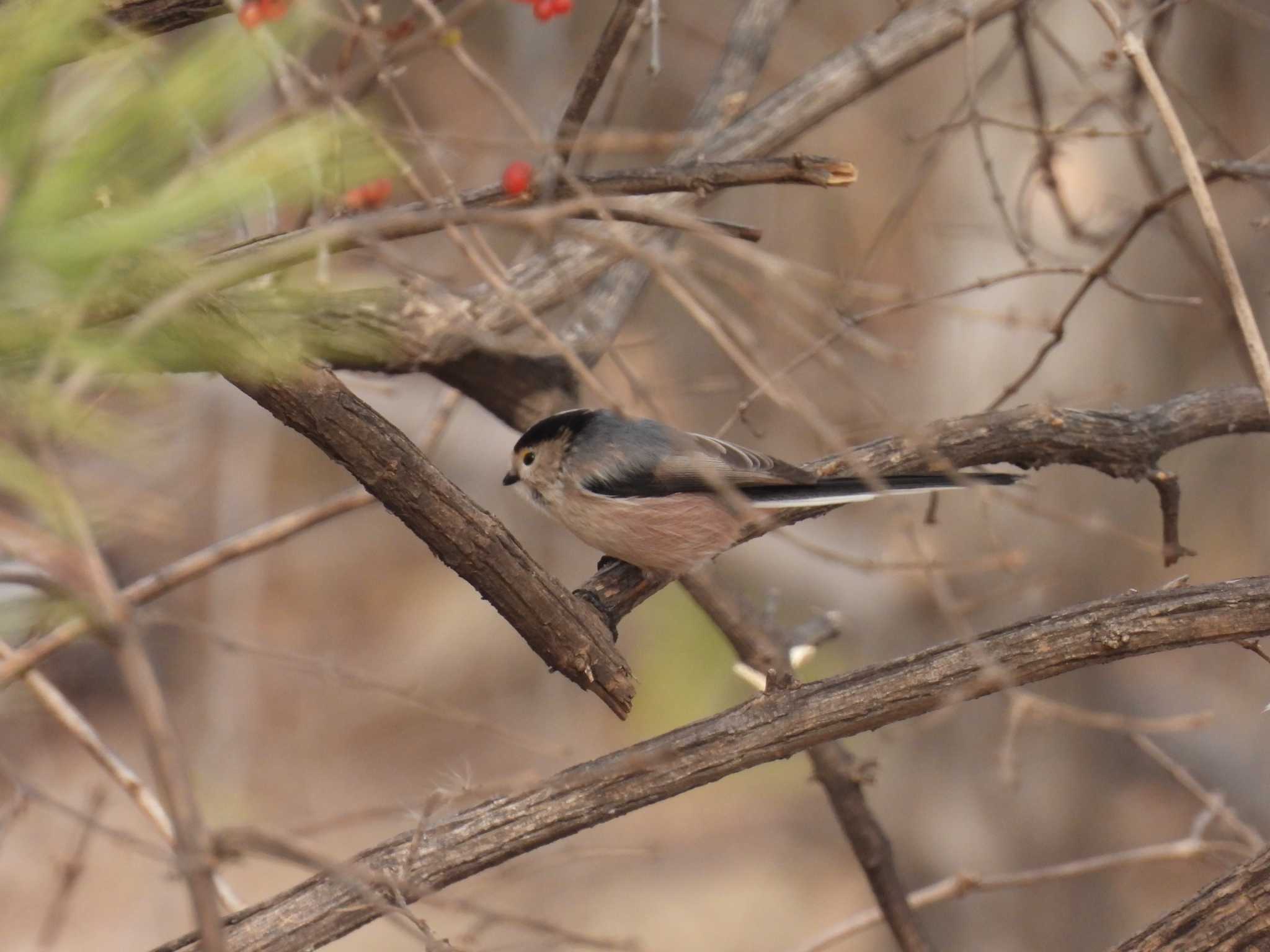 Silver-throated Bushtit