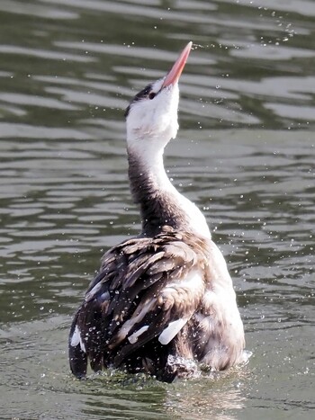 Great Crested Grebe 鳴尾川 Sun, 11/21/2021