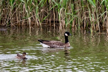 Cackling Goose Izumi Crane Observation Center Wed, 5/3/2017